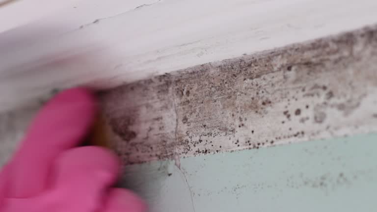 Best Mold Removal for HVAC Installations  in Enlow, PA